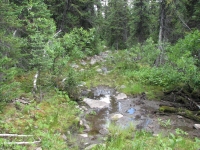 Mostly the trail was very wet and boggy